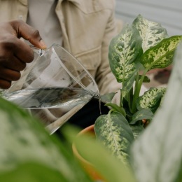a person watering plants